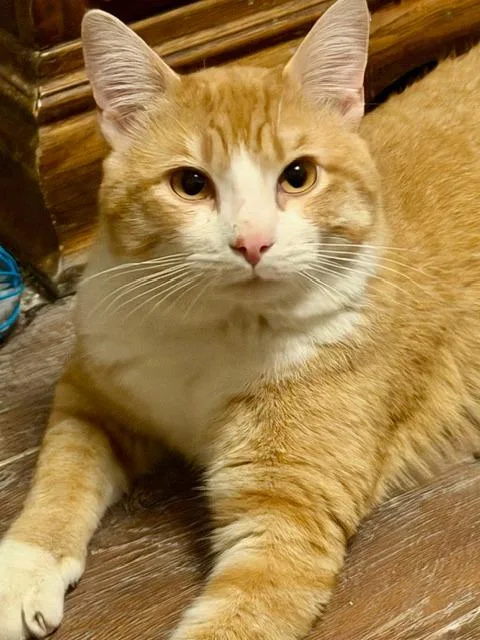 Maverick thumbnail 5