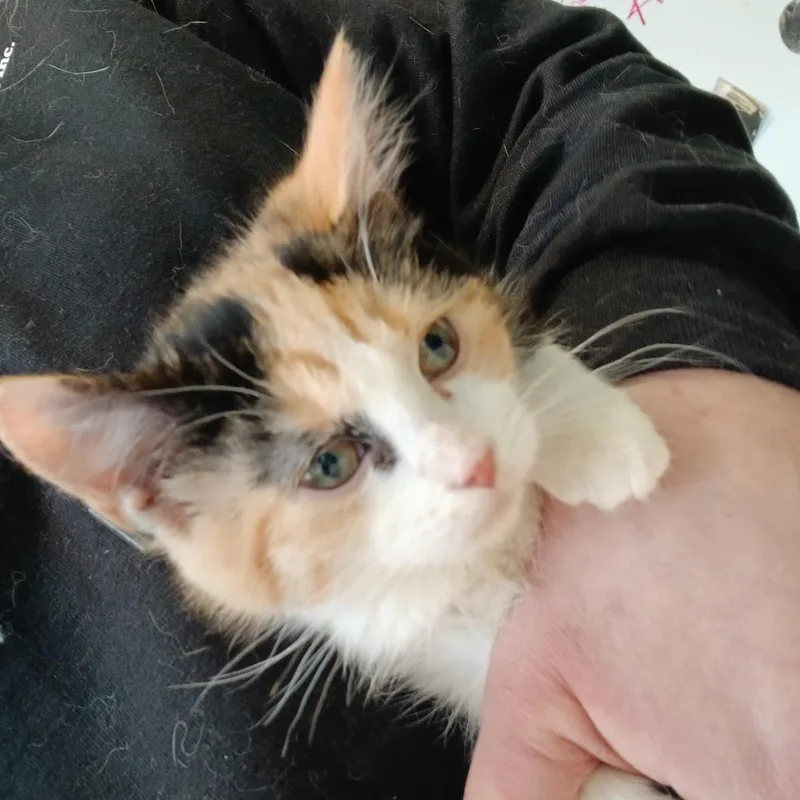 An adult large-sized female Calico Domestic Short Hair cat named Bumblebee for adoption in East Smithfield , PA