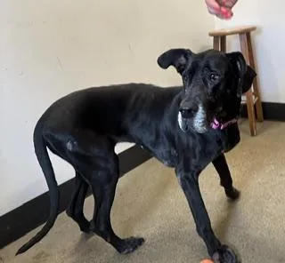 An adult large-sized female Great Dane dog named Rosemary for adoption in Cleveland, OH