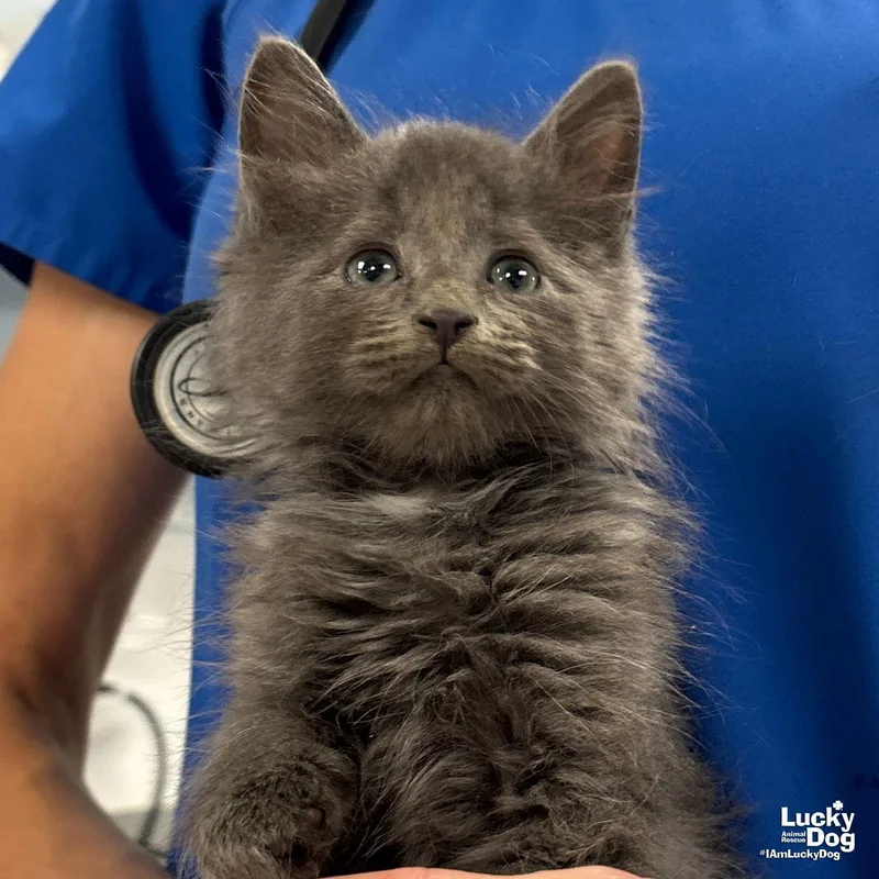 A baby medium-sized male Gray / Blue / Silver Domestic Long Hair cat named Daniel for adoption in Washington, DC