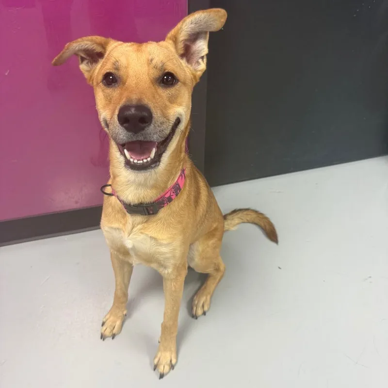 An adult medium-sized male Yellow / Tan / Blond / Fawn Mixed Breed dog named Adam for adoption in Ponca City, OK