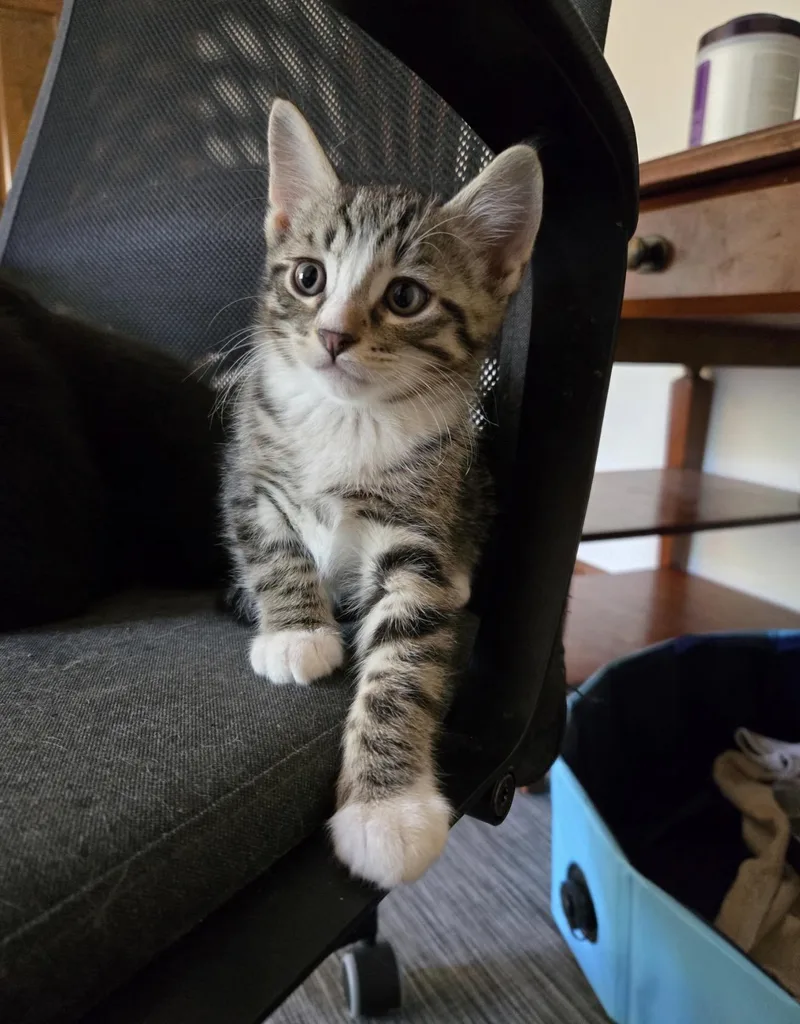A young medium-sized male Gray & White Domestic Short Hair cat named Cosmo for adoption in Nutley, NJ