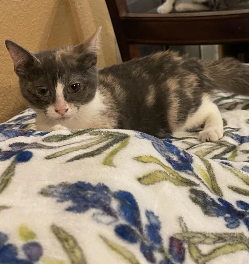 A baby medium-sized female Dilute Tortoiseshell Domestic Short Hair cat named Sasha for adoption in san antonio, TX