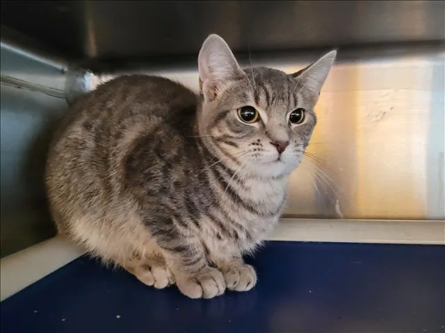 A young small-sized female Domestic Short Hair cat named Mel for adoption in Los Angeles, CA