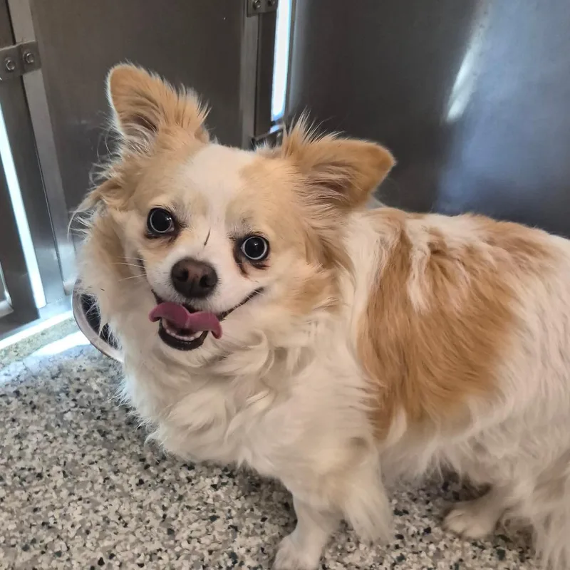 An adult small-sized female Yellow / Tan / Blond / Fawn Chihuahua dog named Honey for adoption in Wilmington, DE
