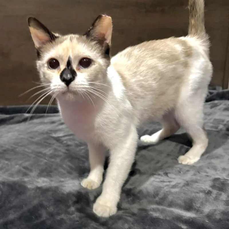 A young medium-sized female Domestic Short Hair cat named Ghoulia for adoption in Panama City Beach, FL