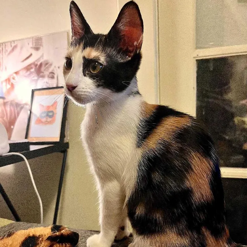 Zigarella Stardust thumbnail 2