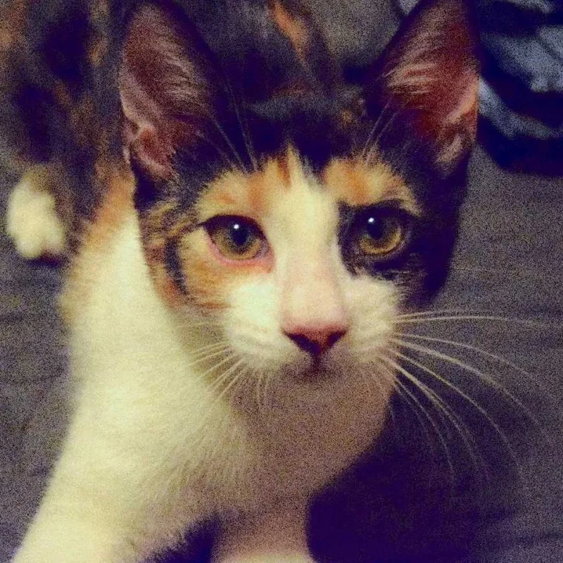 Zigarella Stardust thumbnail 3