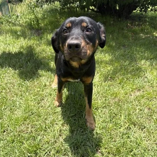 A young medium-sized male Black Australian Kelpie dog named Bear for adoption in Valdosta, GA