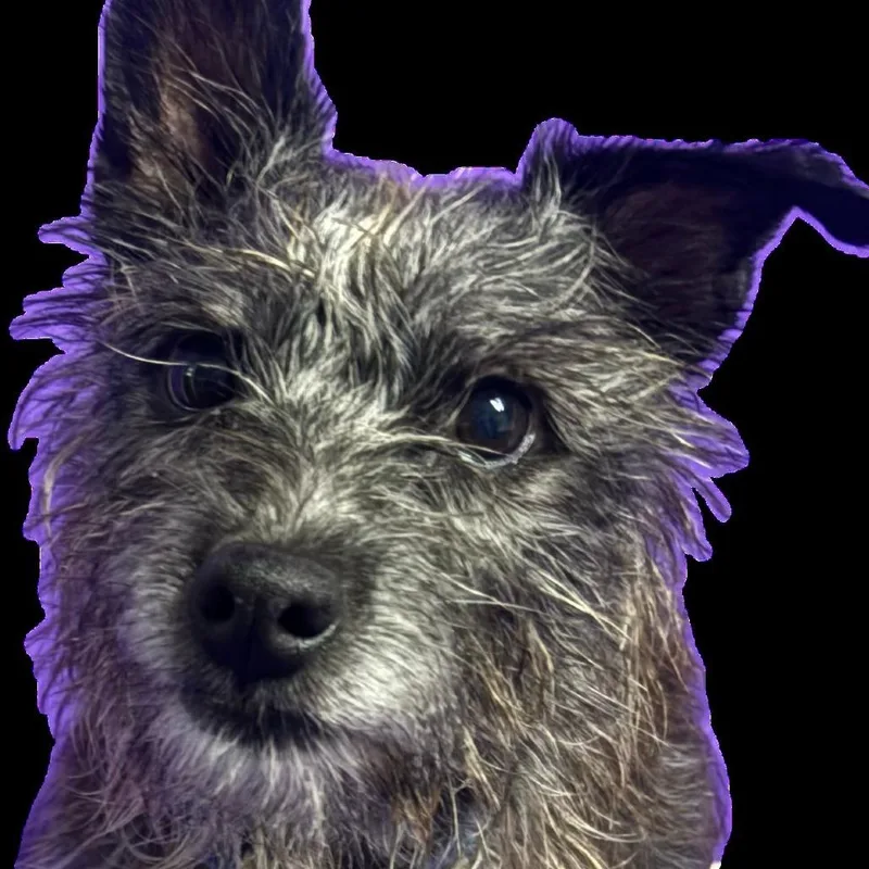 An adult small-sized male Terrier dog named Buddha for adoption in North Myrtle Beach, SC