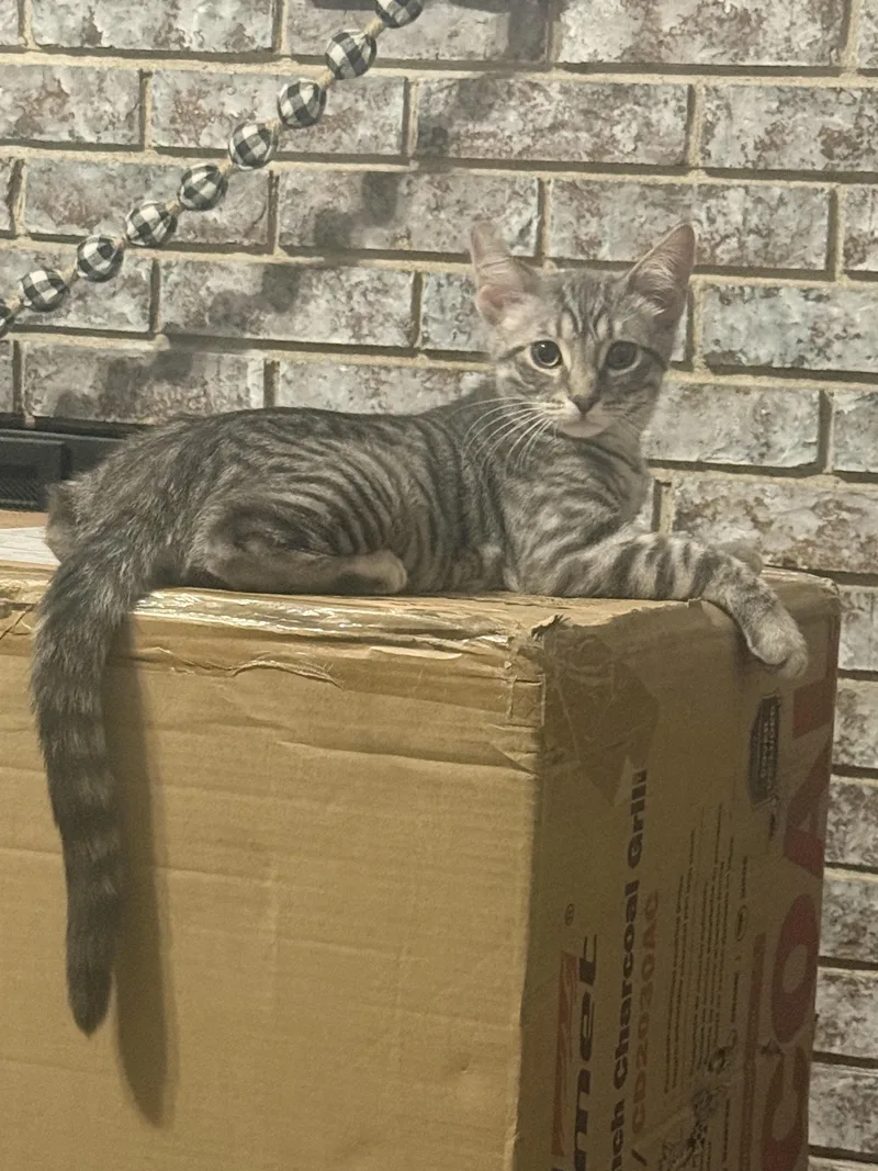 A baby large-sized male Tabby (Gray / Blue / Silver) Domestic Short Hair cat named Eli Shane for adoption in Herculaneum, MO