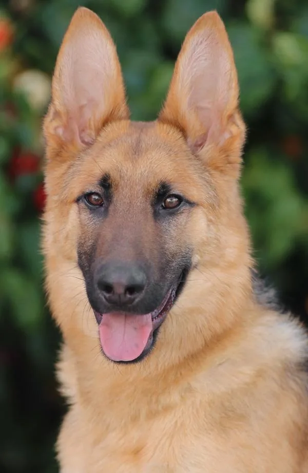 A baby large-sized male Black German Shepherd Dog dog named Midas Von Marburg for adoption in Los Angeles, CA