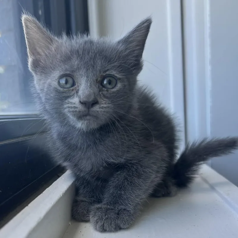 A baby small-sized female Gray / Blue / Silver Domestic Short Hair cat named Dove for adoption in St. Louis, MO