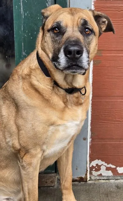 Wyatt Bonded To Sarge thumbnail 2