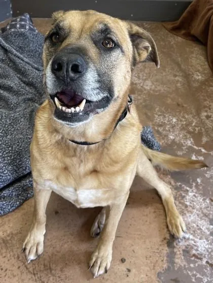 A senior extra large-sized male Brown / Chocolate Mastiff dog named Wyatt Bonded To Sarge for adoption in Stanwood, WA