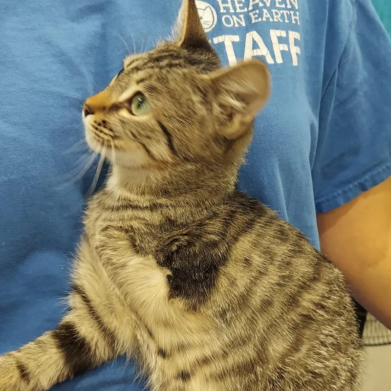 A baby small-sized male Brown / Chocolate Domestic Short Hair cat named Ramone for adoption in Los Angeles, CA