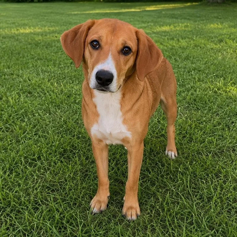 A baby medium-sized male Yellow / Tan / Blond / Fawn Beagle dog named Rockett for adoption in Tulsa, OK