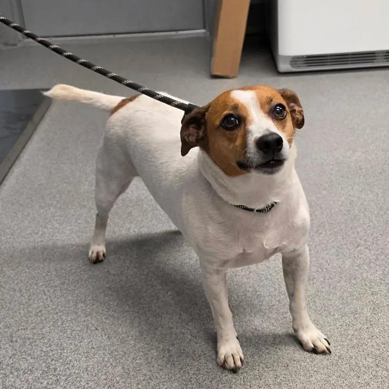 An adult medium-sized male White / Cream Jack Russell Terrier dog named Benny for adoption in Martinsville, VA