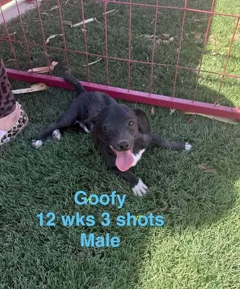 Goofy Goober