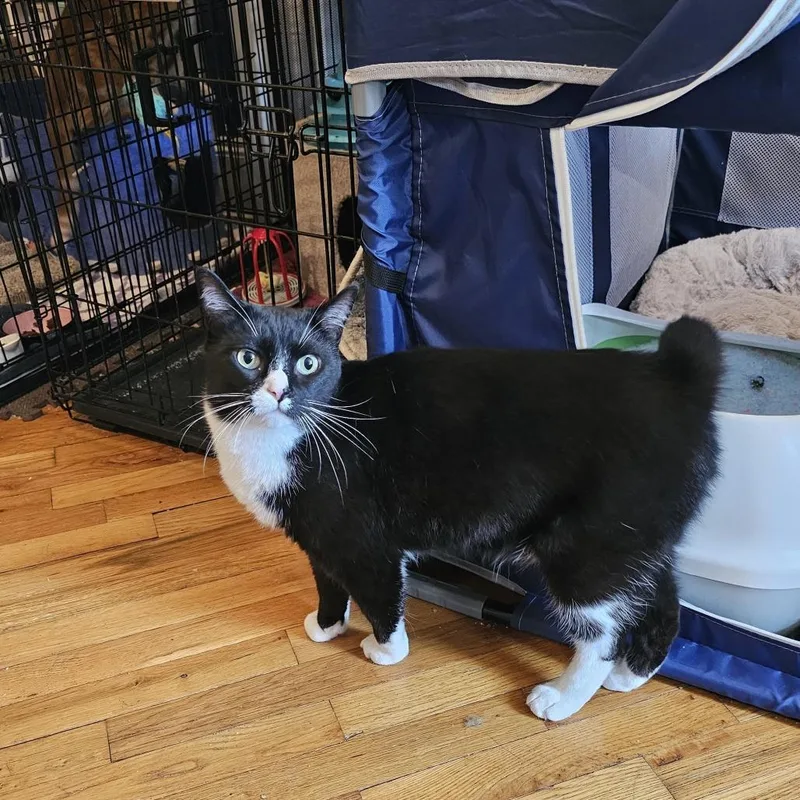 An adult large-sized male Black Domestic Short Hair cat named Dubai for adoption in Staten Island, NY