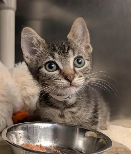 A baby small-sized male Domestic Short Hair cat named Tom for adoption in Eugene, OR
