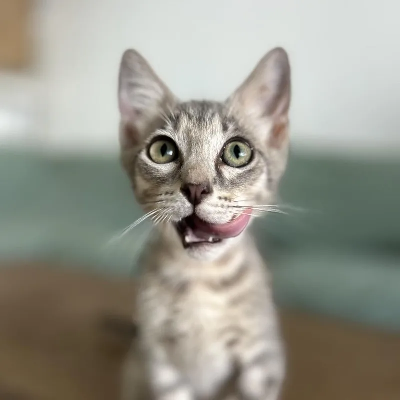 A young small-sized male Domestic Short Hair cat named Quigly & Dusty for adoption in New Bedford, MA