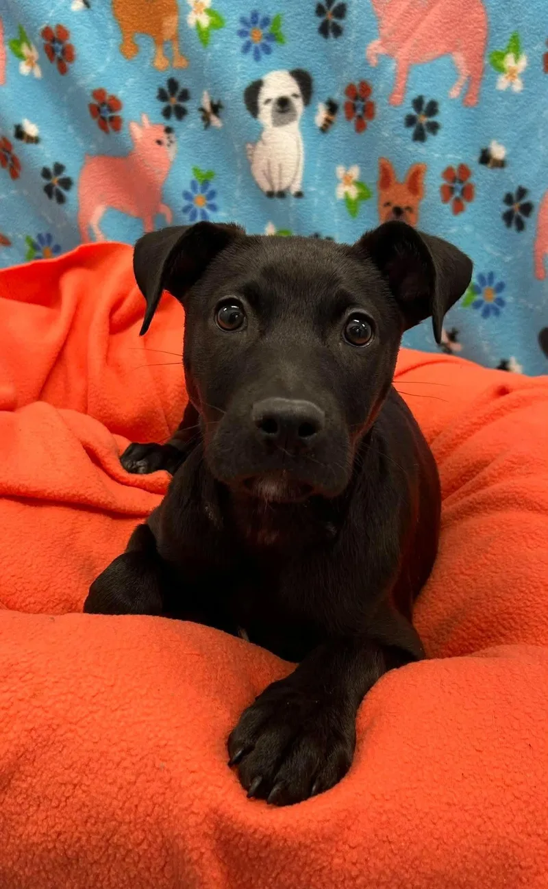 A baby medium-sized female Labrador Retriever dog named Azalea for adoption in Holbrook, NY