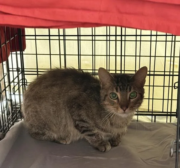 An adult medium-sized male Domestic Long Hair cat named Sushi for adoption in Oceanside, CA