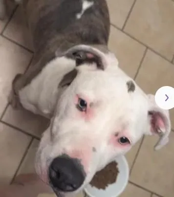A young medium-sized male Pit Bull Terrier dog named A for adoption in Tracy, CA