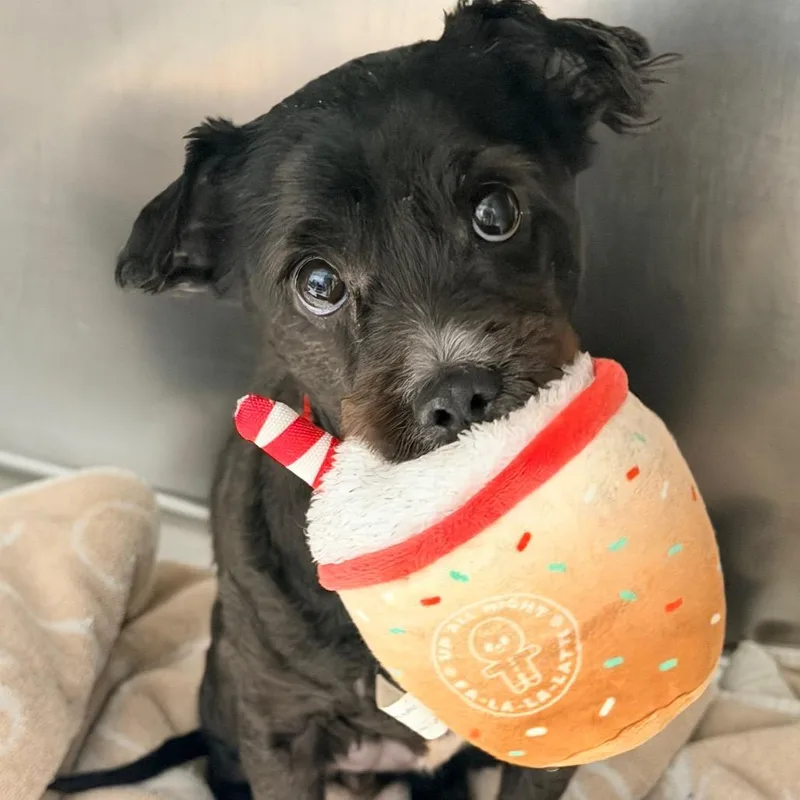 An adult small-sized female Black Mixed Breed dog named Calamari for adoption in Weimar, CA