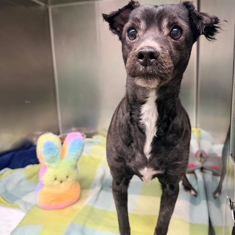 Calamari thumbnail 3