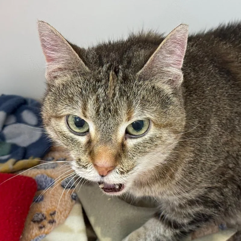 An adult medium-sized female Domestic Short Hair cat named Arabella for adoption in Cumming, GA