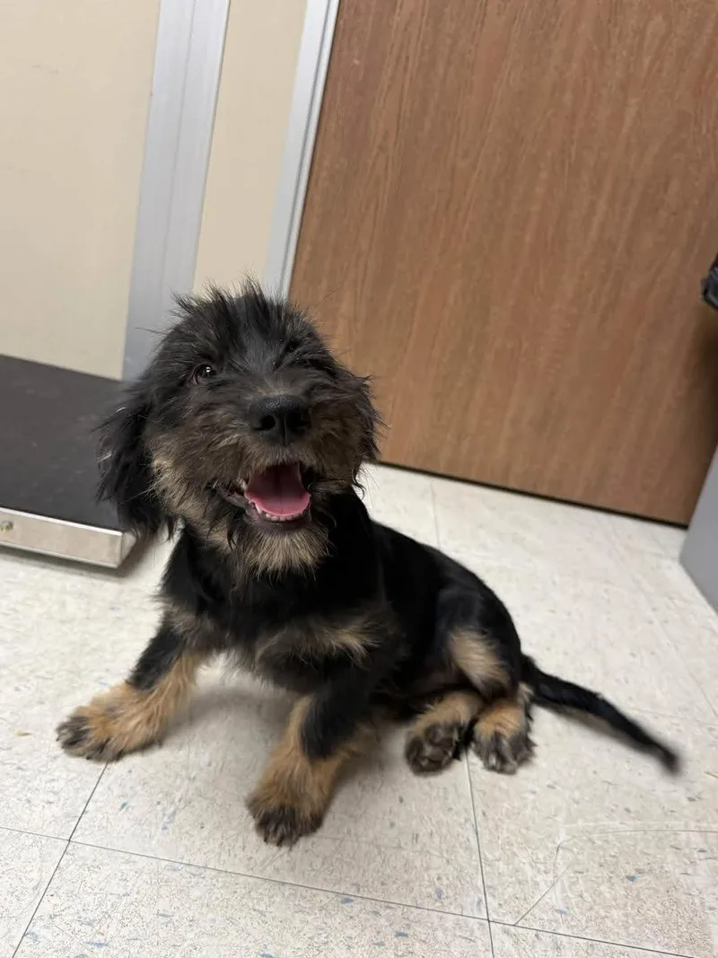 A young small-sized female Bicolor Border Terrier dog named Sarah for adoption in Oakdale, CA