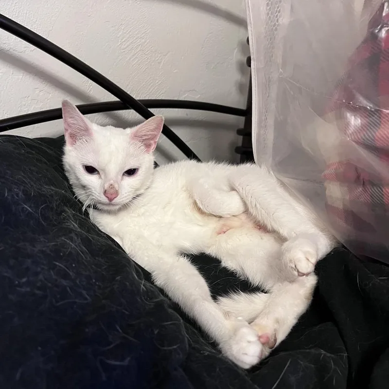 A young medium-sized female White Domestic Short Hair cat named Vanilla Bean Marshmallow Queen for adoption in Keizer, OR