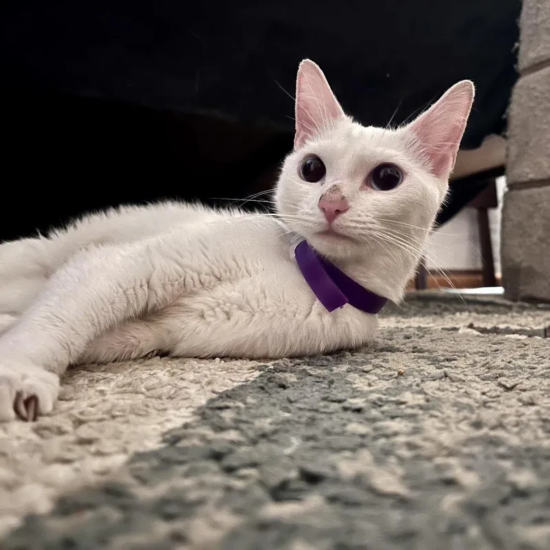 Vanilla Bean Marshmallow Queen thumbnail 2