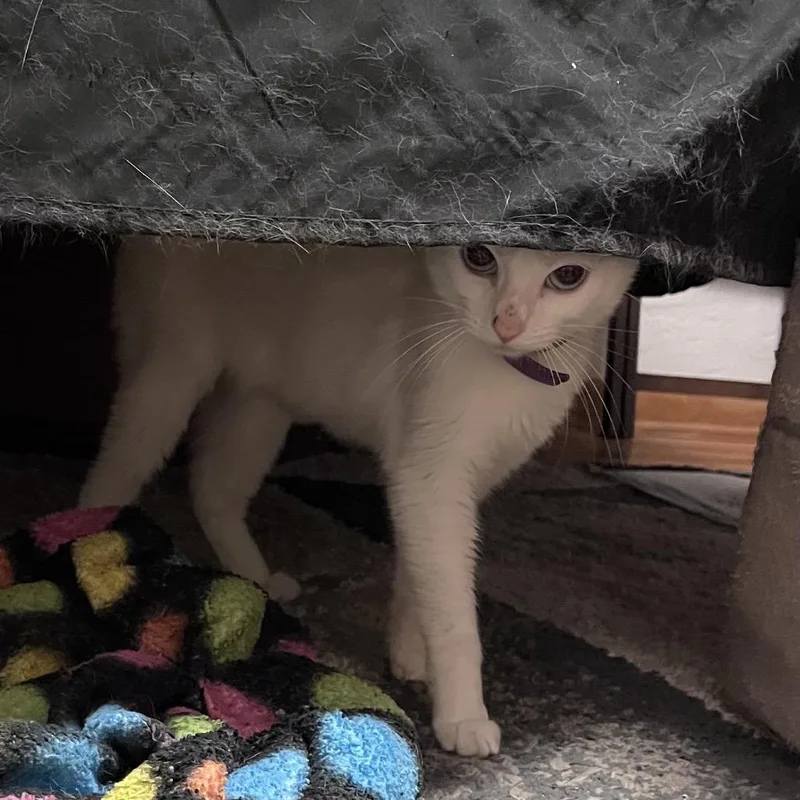 Vanilla Bean Marshmallow Queen thumbnail 3