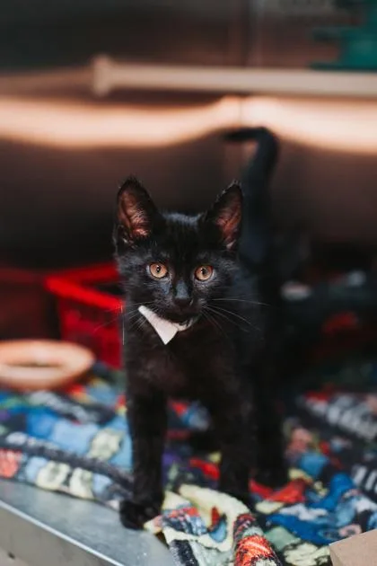 A young small-sized male Domestic Short Hair cat named a Carl PetSmart Mt. for adoption in North Charleston, SC