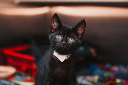 a Carl PetSmart Mt. thumbnail 2