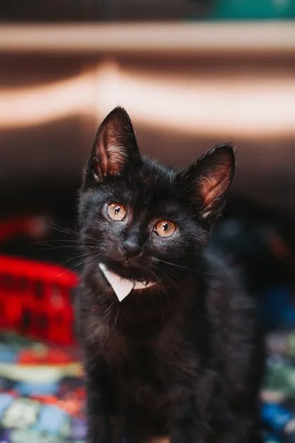 a Carl PetSmart Mt. thumbnail 3