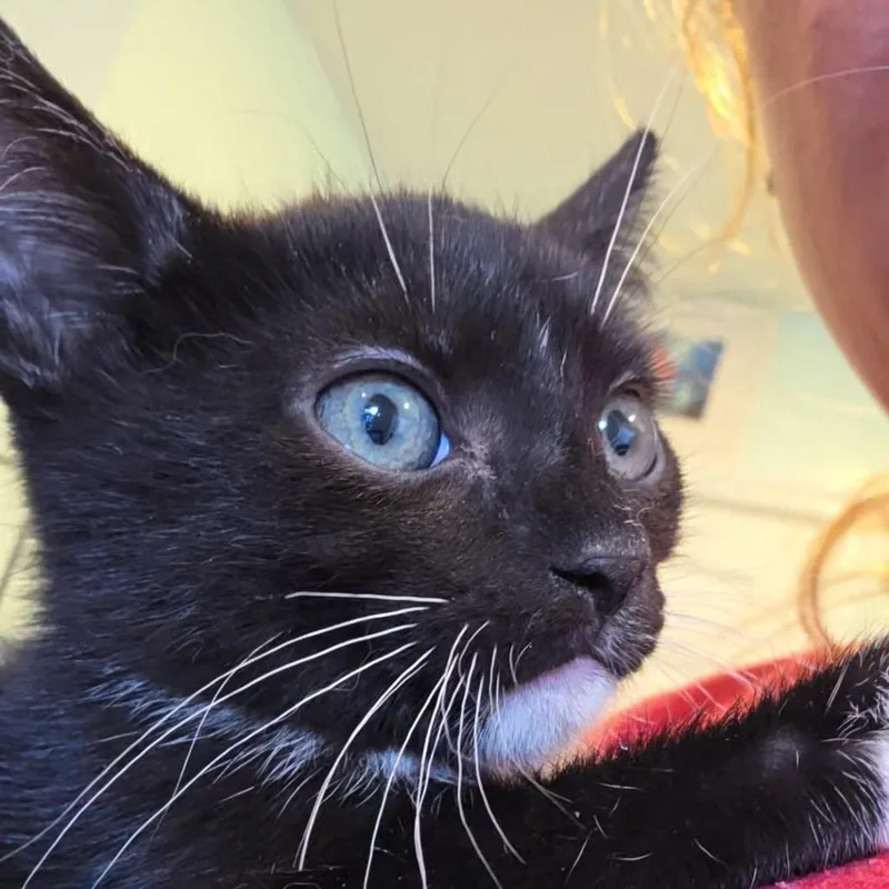 A baby small-sized female Black Domestic Short Hair cat named Jinnie for adoption in Bel Air, MD
