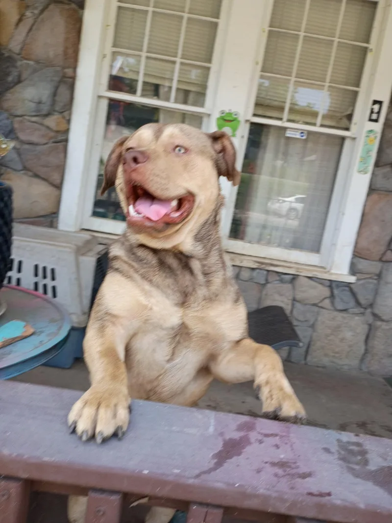 A young medium-sized male Bicolor Bulldog dog named Wags for adoption in phenix city, AL