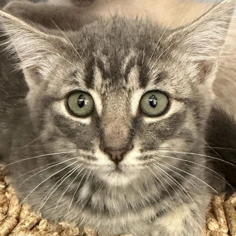 A baby small-sized female Domestic Short Hair cat named Patricia for adoption in Oakland, CA