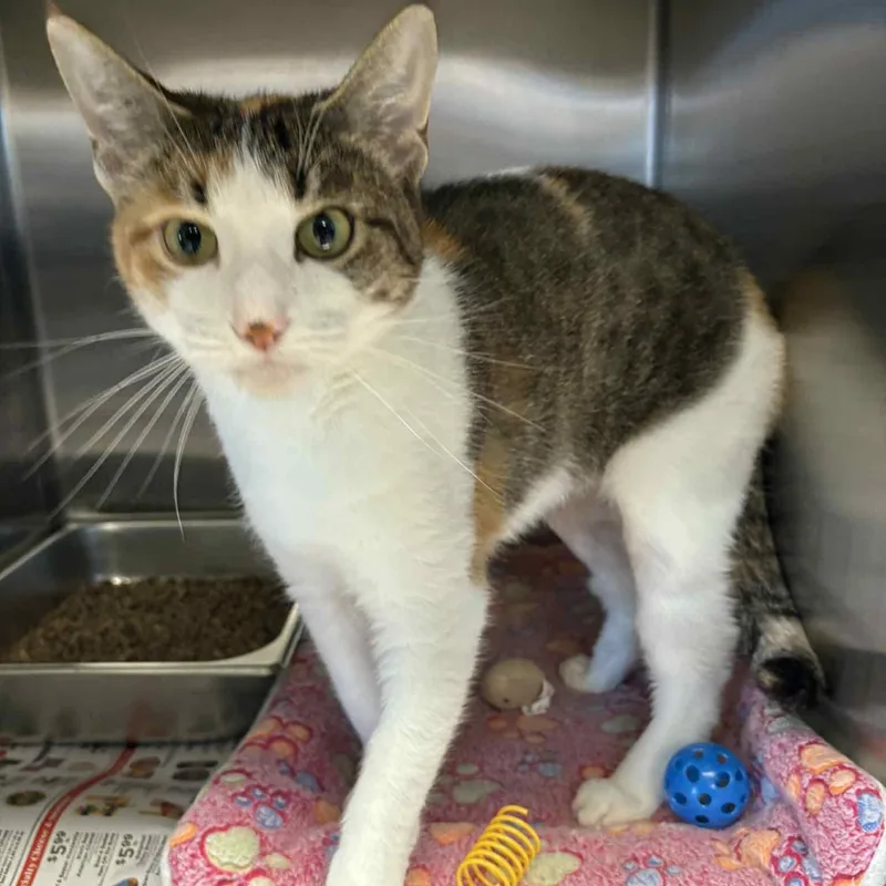 Franchezka thumbnail 2