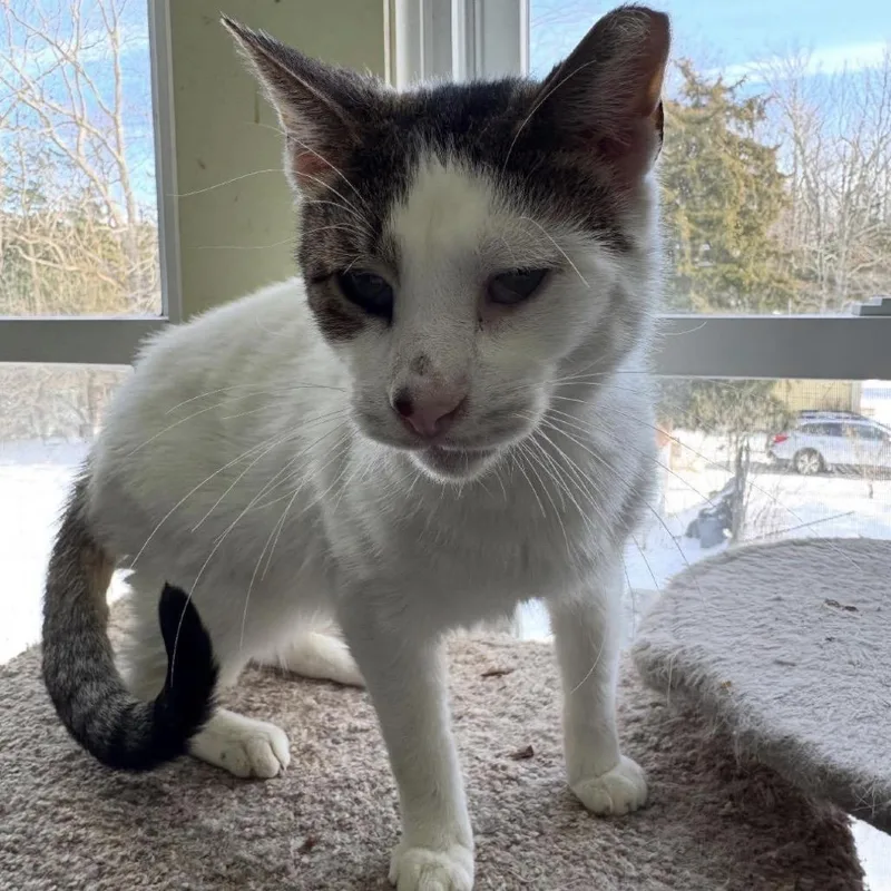 A senior small-sized male White Domestic Short Hair cat named Pappy Dill for adoption in Woodbury, NJ