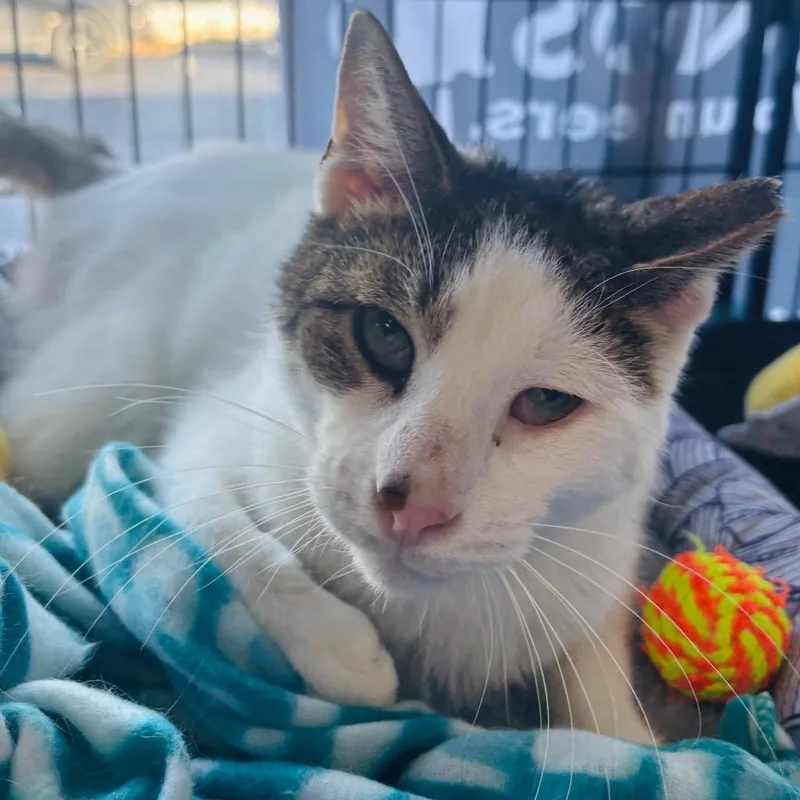 Pappy Dill thumbnail 2