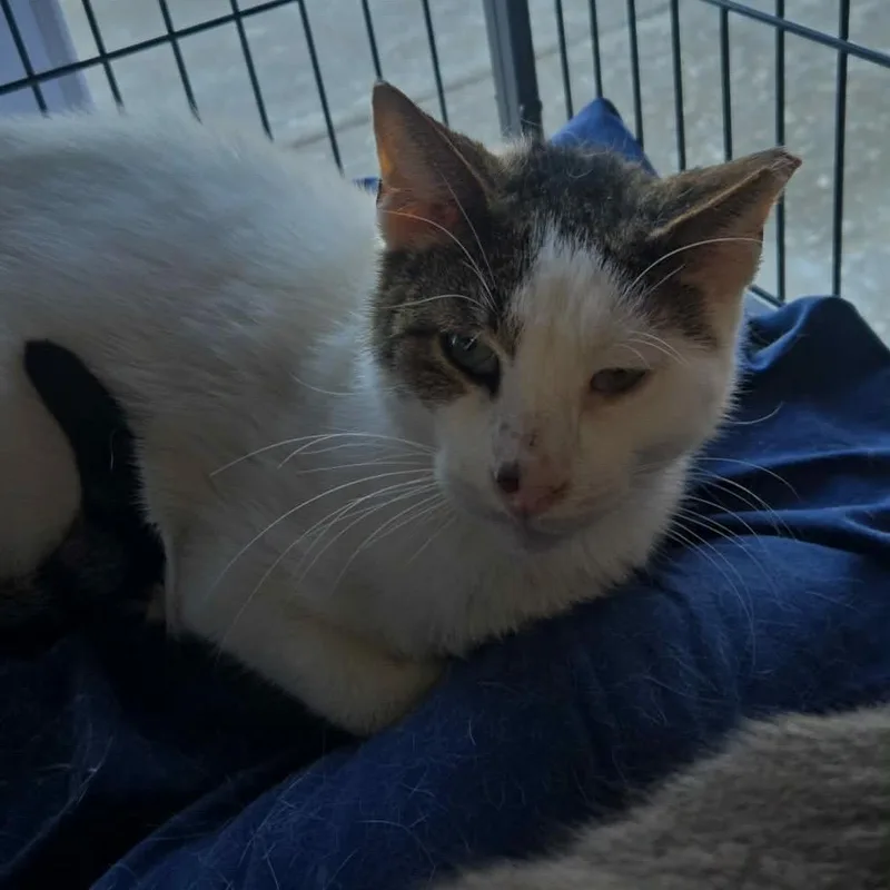 Pappy Dill thumbnail 3