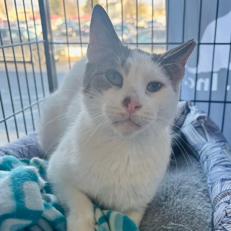 Pappy Dill thumbnail 4