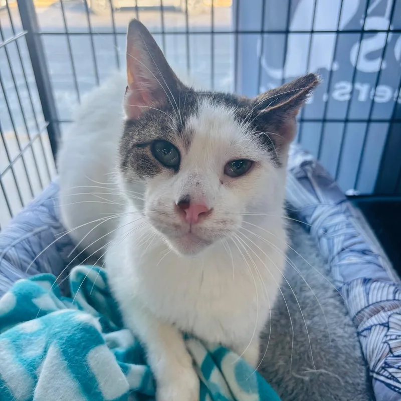 Pappy Dill thumbnail 5