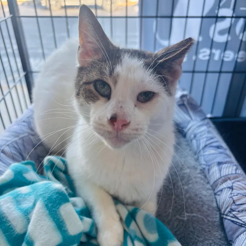 Pappy Dill thumbnail 6