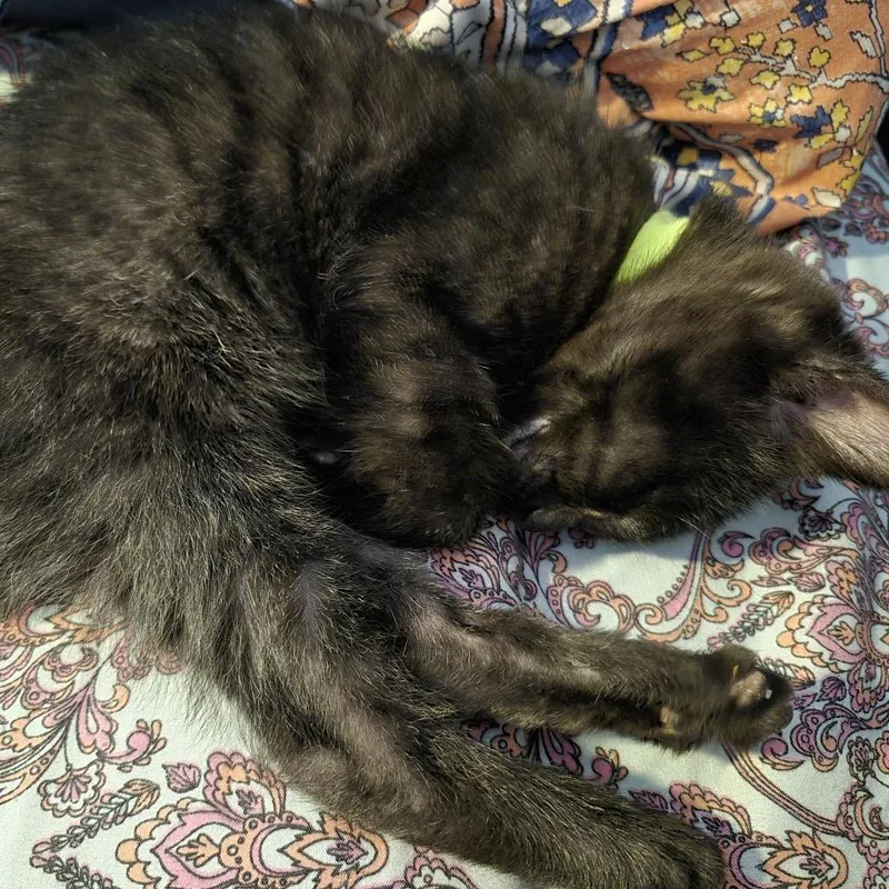 A baby small-sized male Black Domestic Short Hair cat named Aberdeen for adoption in Buffalo, MN